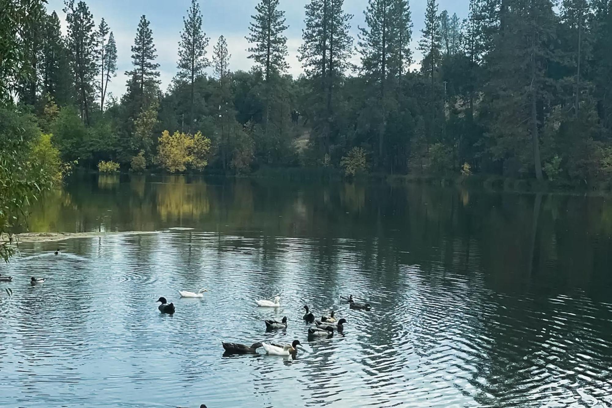 Honea Bee Hideout Βίλα Bass Lake Annex Εξωτερικό φωτογραφία